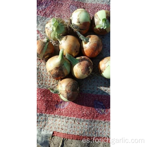 Alta calidad nueva cosecha de cebolla amarilla 2019